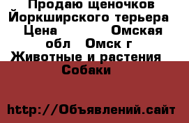 Продаю щеночков Йоркширского терьера › Цена ­ 8 000 - Омская обл., Омск г. Животные и растения » Собаки   